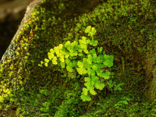 The Caucasus Mountains. Kudepsta River Canyon. Southern maidenhair fern (Adiantum capillus-veneris) among moss.