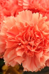 Orange carnation 