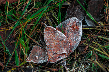 Leaves in hoarfrost on cold ground, foliage in frost closeup