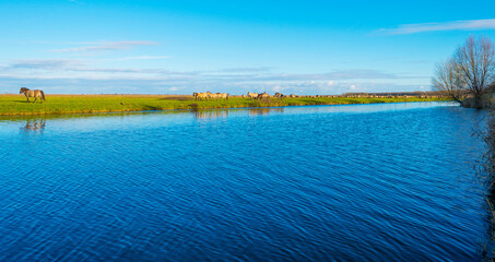 Herd of horses in a green field along the edge of a lake under a blue sky in bright sunlight sky in autumn, Almere, Flevoland, The Netherlands, November 29, 2021 © Naj