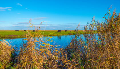 Bulls in a green field along the edge of a lake under a blue sky in bright sunlight sky in autumn, Almere, Flevoland, The Netherlands, November 29, 2021