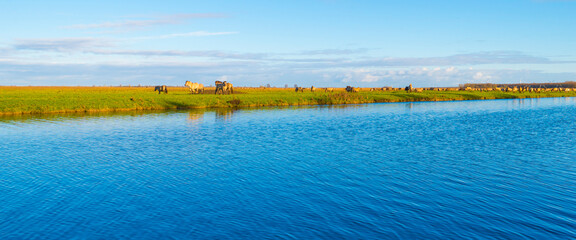 Herd of horses in a green field along the edge of a lake under a blue sky in bright sunlight sky in autumn, Almere, Flevoland, The Netherlands, November 29, 2021 © Naj