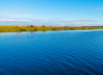 Herd of horses in a green field along the edge of a lake under a blue sky in bright sunlight sky in autumn, Almere, Flevoland, The Netherlands, November 29, 2021 © Naj