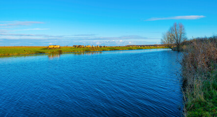 Herd of horses in a green field along the edge of a lake under a blue sky in bright sunlight sky in autumn, Almere, Flevoland, The Netherlands, November 29, 2021 © Naj