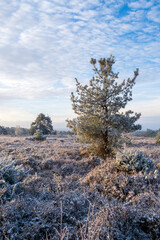 Hindhead common morning walk in the snow