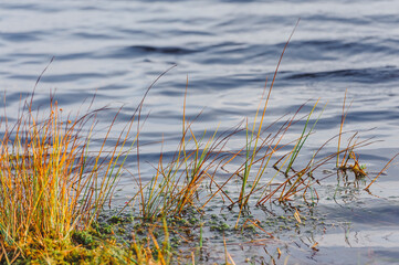 Swamps. Belarusian swamps are the lungs of Europe. Ecological reserve Yelnya. Yelnya National Landscape Reserve trail over a bog , Belarus.