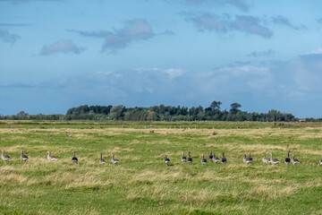 Graugänse auf einer Wiese, Nordseeinsel Föhr