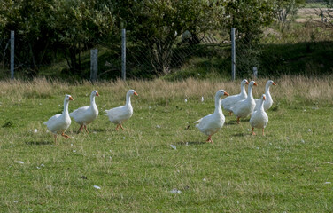 Weiße Hausgänse (Anser anser formes domestica)