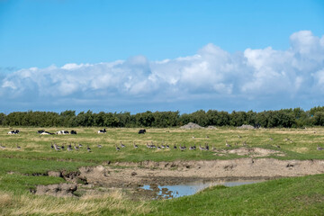 Graugänse auf einer Wiese, Nordseeinsel Föhr