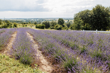 Fototapeta na wymiar Lavender field, Provence, Plateau Valensole. Beautiful image of lavender field.Lavender flower field, image for natural background.Very nice view of the lavender fields.