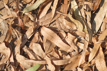 Dry brown leaves of eucalyptus tree on floor background.