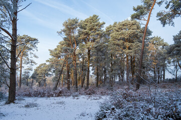 Hindhead common morning walk in the snow