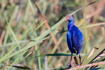 Sunlit colours of a Purple Moorhen
