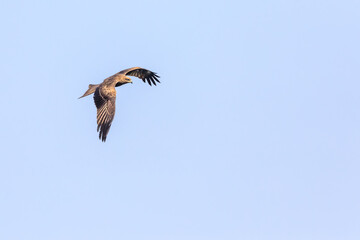 Black Kite truning in flight on a clear blue sky day