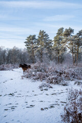 Hindhead common morning walk in the snow