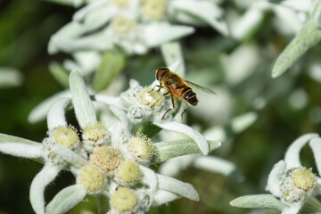 Wildbiene mit Edelweiß