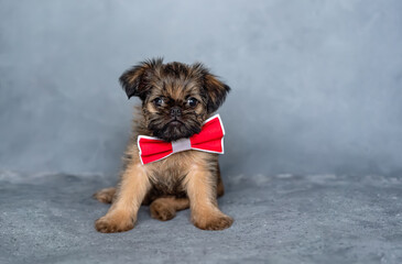 Brussels griffon puppy with a red bow tie on the neck on a gray background. High quality photo