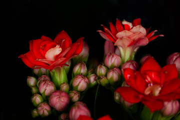 red flowers
