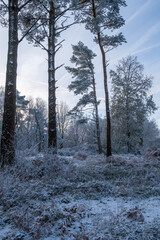 Fototapeta premium Hindhead common morning walk in the snow