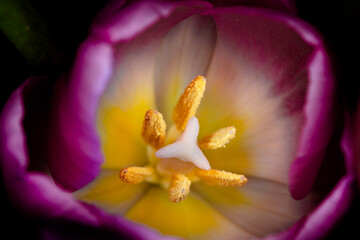 Fototapeta na wymiar tulip close up