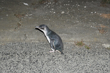 View of awild blue penguin wandering alone on a road at night near to Friendly Bay, Oamaru town in New Zealand