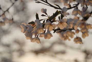 Close up photograph of cherry blossom in the stillness of twilight