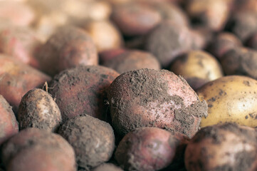 Raw potato with ground dirt close up, harvesting and agriculture scenery