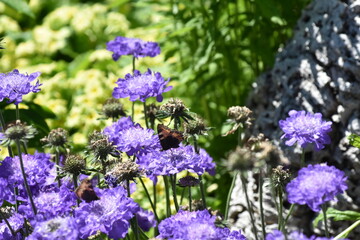 Naklejka premium Schmetterling auf einer Skabiosen-Blüte