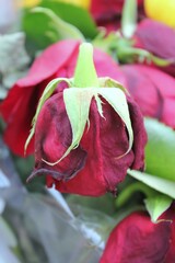 Dried rose bud of grief, mourning, and sadness.
