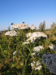 Früher Herbst auf dem Sand bei Unkeroda, Schafgabe

