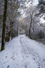 Hindhead common morning walk in the snow