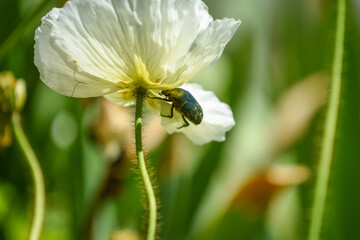 Island-Mohn