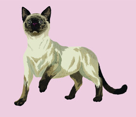 Drawing siamese cat, art.illustration, vector