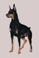 Drawing doberman pinscher dog, art.illustration,guard dog , vector