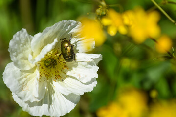 Glanzkäfer auf Islandmohn