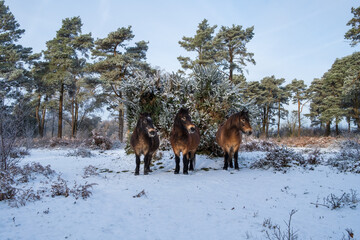 Morning Walk in the Snow at Hindhead common, Surrey England