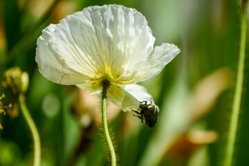Glanzkäfer auf Islandmohn