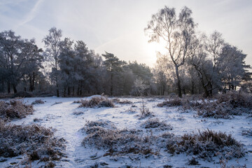 Morning Walk in the Snow