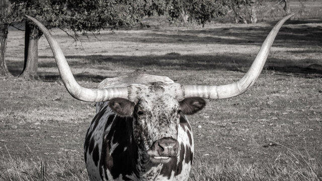 Texas Longhorn Stear in Texas