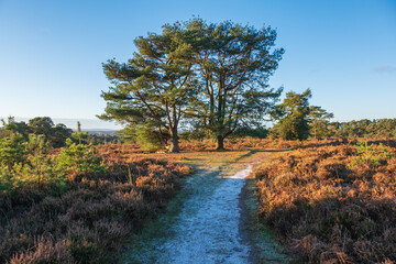 Hindhead common looking towards the South Downs © Justin Owen