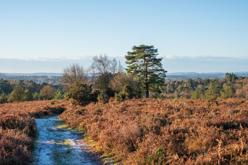 Hindhead common looking towards the South Downs