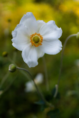 flowers in the garden