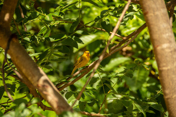 Um pássaro amarelo conhecido como Canário em um galho de árvore. (Sicalis flaveola)