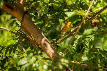 Um pássaro amarelo conhecido como Canário em um galho de árvore. (Sicalis flaveola)