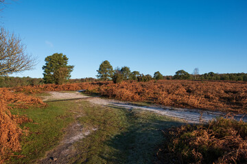 Hindhead common looking towards the South Downs