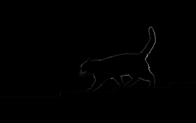 silhouette of a cat walking up the steps in the dark