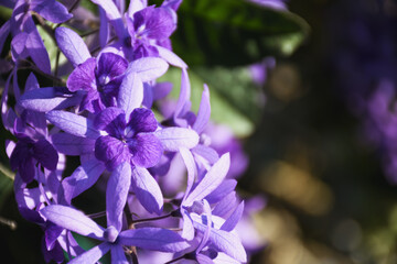 purple bouquet on tree and green background