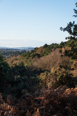 Hindhead common looking towards the South Downs