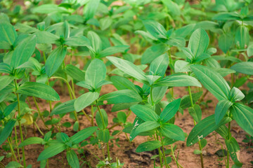 sunflower sprouts in the garden