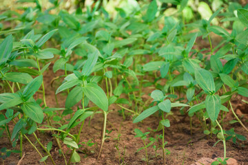 sunflower sprouts in the garden